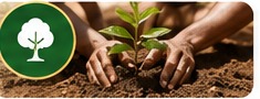 Tree Planting Initiatives